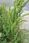 Rumex crispus