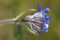 Anchusa azurea