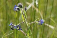 Anchusa azurea