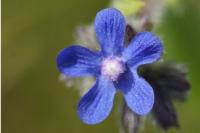 Anchusa azurea