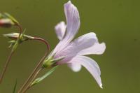 Linum appressum