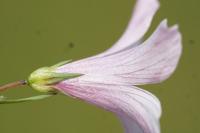 Linum appressum