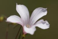 Linum appressum