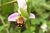 Ophrys apifera