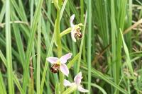 Ophrys apifera