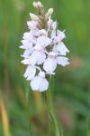 Dactylorhiza maculata
