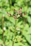 Scrophularia auriculata