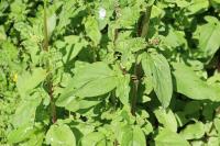 Scrophularia auriculata