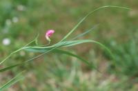 Lathyrus nissolia