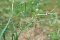 Lathyrus nissolia
