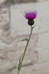 Cirsium arvense