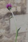 Cirsium arvense