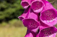 Digitalis purpurea