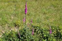 Digitalis purpurea