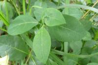 Lonicera periclymenum