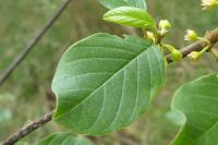 Frangula alnus