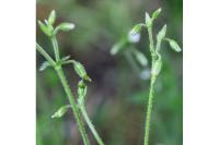 Cerastium fontanum