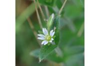 Cerastium fontanum