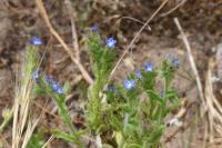 Lycopsis arvensis