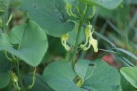 Aristolochia clematitis