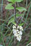 Ligustrum vulgare