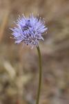 Jasione montana