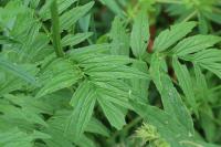 Valeriana officinalis
