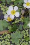 Ranunculus aquatilis