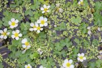 Ranunculus aquatilis