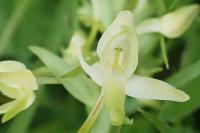 Platanthera bifolia