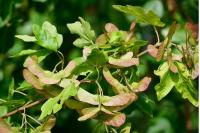 Acer campestre