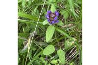 Prunella vulgaris