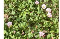 Convolvulus arvensis