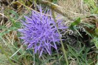 Carthamus mitissimus