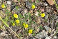 Trifolium campestre