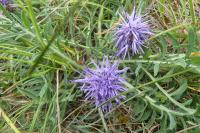 Carthamus mitissimus