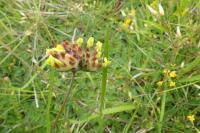 Anthyllis vulneraria