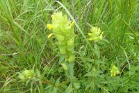Rhinanthus minor