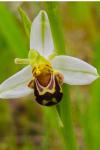 Ophrys apifera