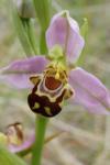 Ophrys apifera