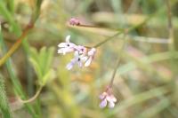 Asperula cynanchica