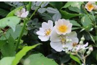 Rosa arvensis
