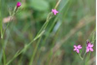 Dianthus armeria