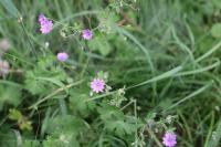 Geranium pyrenaicum