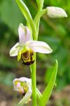 Ophrys apifera
