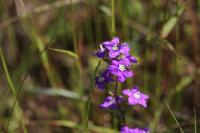 Legousia speculum-veneris