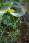 Coronilla minima