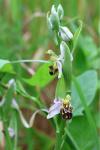 Ophrys apifera