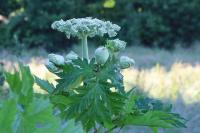 Heracleum mantegazzianum