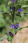 Echium vulgare